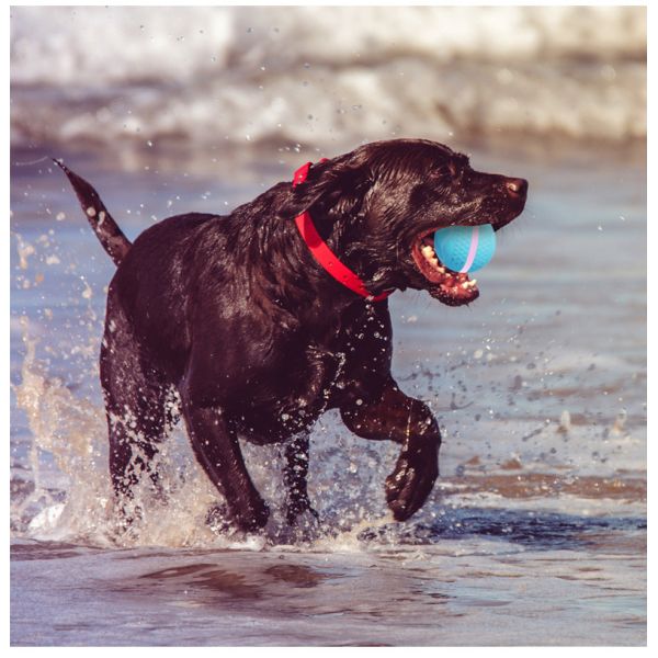 2025 Rechargeable Eco-Friendly Silicone LED Flash Light Cute Automatic Rolling Ball Motion Activated Interactive Movement Toy