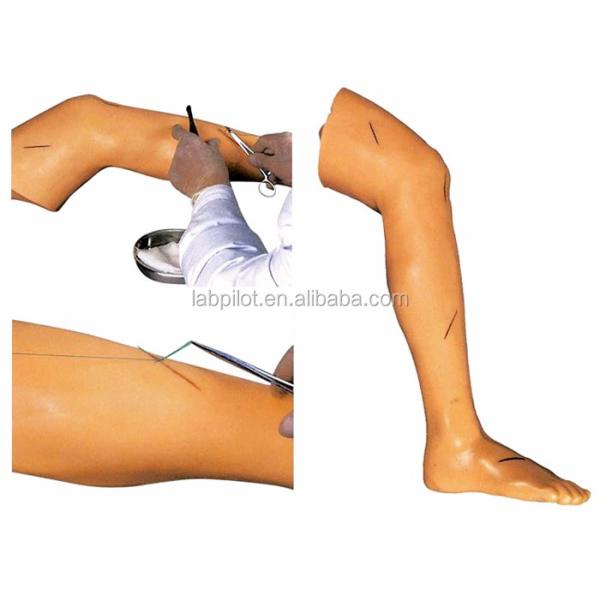 Medical Surgery Training Model Vivid Leg Model for Surgical Instrument Demonstration