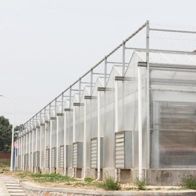 Agriculture Hydroponic System Polycarbonate Sheet Greenhouse Multi Span 30 X 100