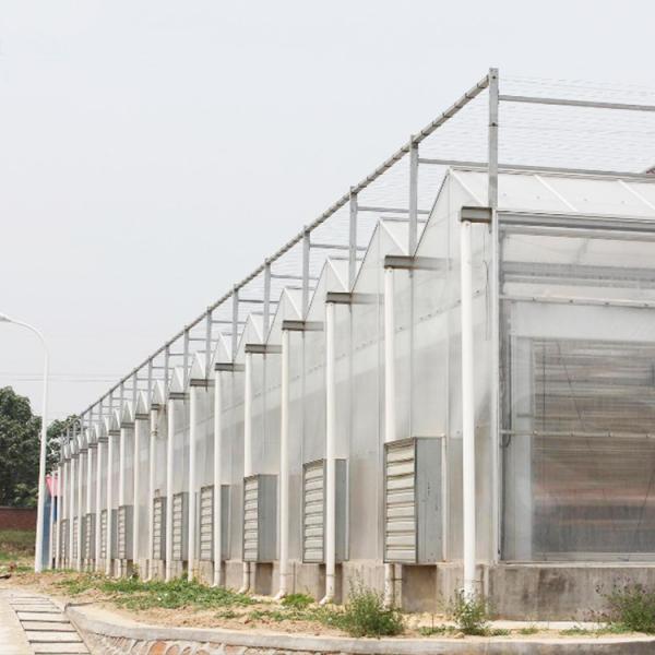 Agriculture Film Clear Polycarbonate Greenhouse Transparent Square Steel Frame Coating