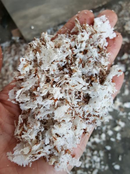 High Capacity Semi-automatic Coconut Peeling Machine Function Peeling Coconut Capacity 3-7 Pcs/min