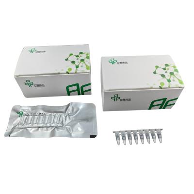 Kit de amplificação de ácido nucleico isotérmico rápido para uso em laboratório