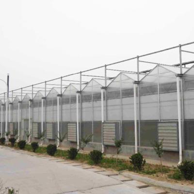 High Tunnel Venlo Automation System Polycarbonate Sheet Greenhouse For Plants Growing