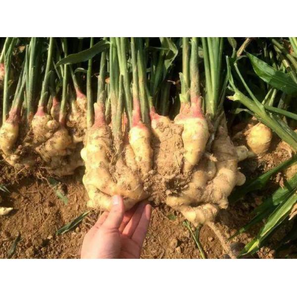 Amino Acid 75% for Water Soluble Fertilizer