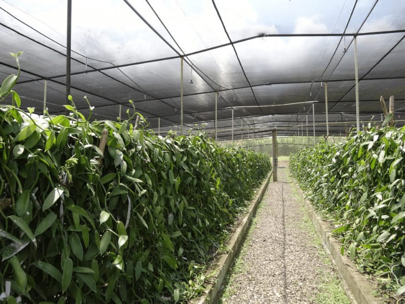 Wholesale Shade Net Or Garden Green Sun Shade Cloth Netting For Sale Factory Agriculture 3 Needles 70GSM Green Tape Shade Net Flat Tape Black Shade Cloth