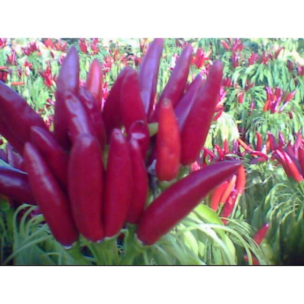Ранг стручки высушенные красные Chili едкое Xinglong высушило перец Кайенны