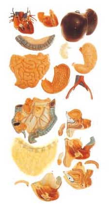 32 parts dual sex torso Human Anatomy Model 85cm Internal orangs with open back