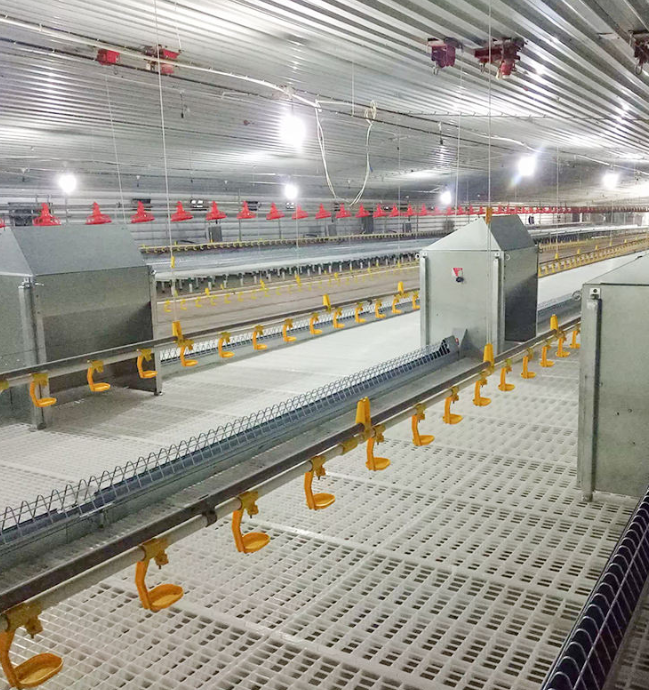 Malaysia Poultry Farm House Design with Hot-dip Galvanized Steel Structure and Automatic Nipple Drinking System