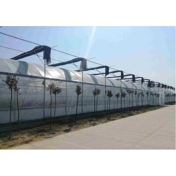 Stable Structure Polyethylene Plastic Greenhouse High Wind Resistance Customized