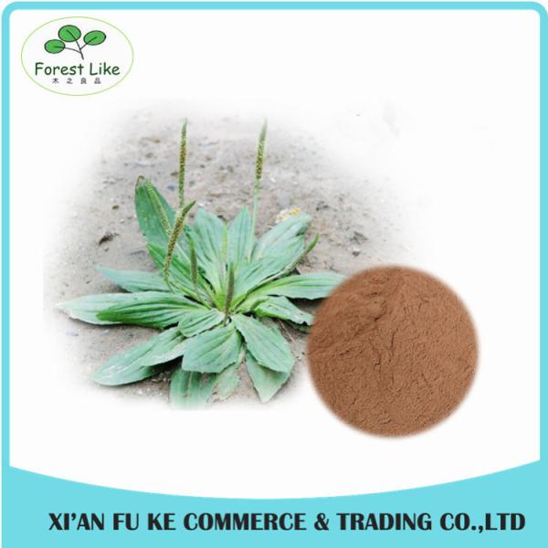 Lowest Price Best Quality Plantain Extract for Skin and Cancer