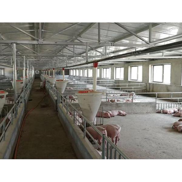 PE Automatic Sow Feeder Fattening Pig Wet Dry Feeder Trough