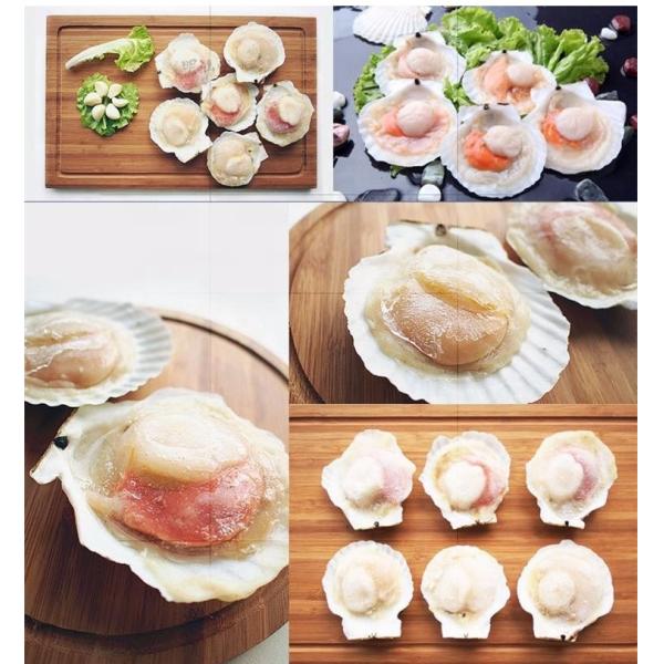 HOT SELLING High Quality Frozen Half Shell Scallop