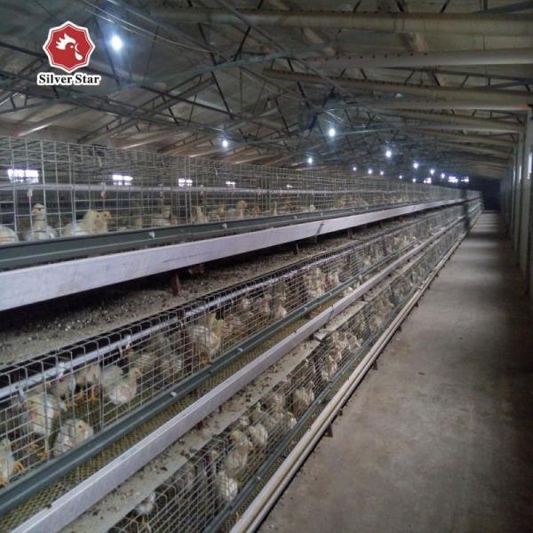 ISO9001 Baby Chicken Cage For 1 Day Old Chick Automatic Feeding System
