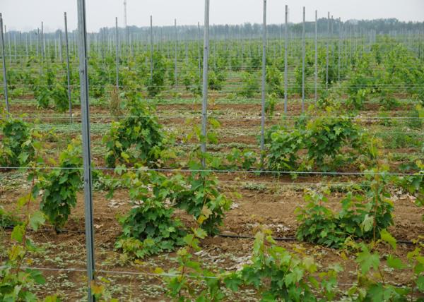 Zinc Coating Garden Trellis Posts For Farm Plant Supporting Water Resistant