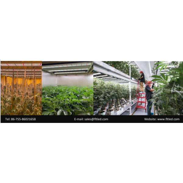 Полный парник спектра растет свет садоводства лампы Hydroponic для крытого завода