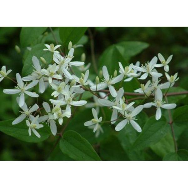 Pungent Taste Traditional Chinese Herbs , Dried Clematis For Eliminate Rheumatism