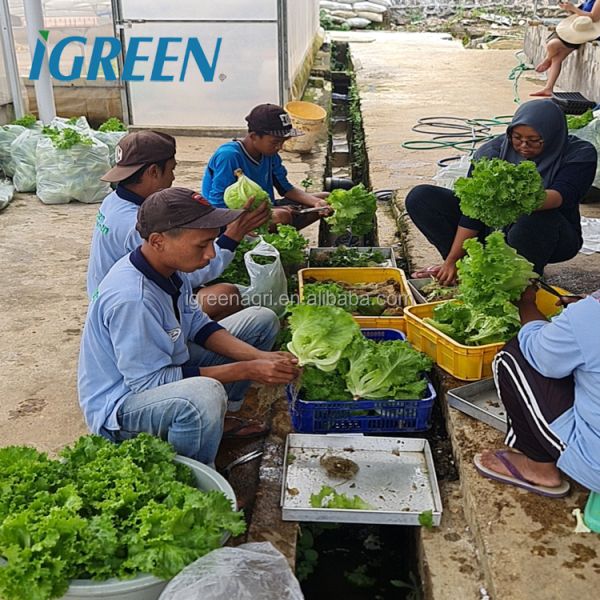 Large Single Layer PE/PVC Multi-Span Agricultural Greenhouse with Flat NFT Lettuce Hydroponic System