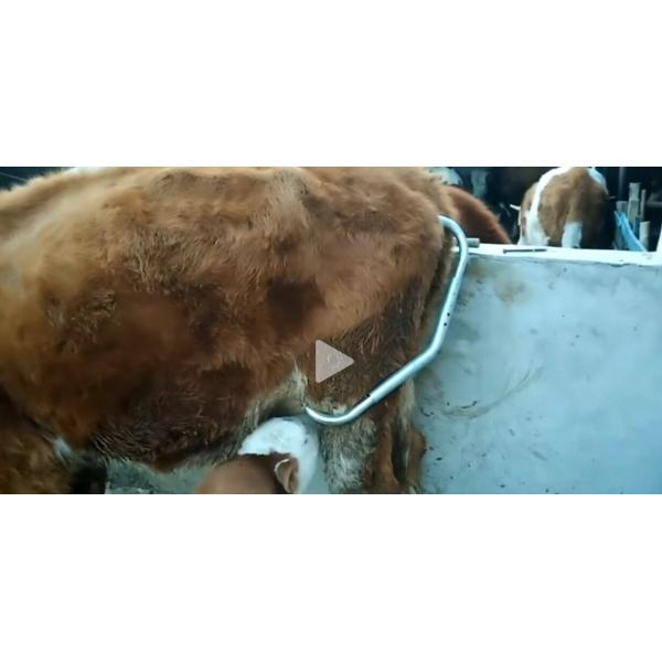 Анти- пиная оборудование коровы ручки для скотин останавливает пнуть штанги