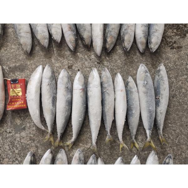 BRC аттестовало рыб скумбрии IQF BQF свежих Тихих океан