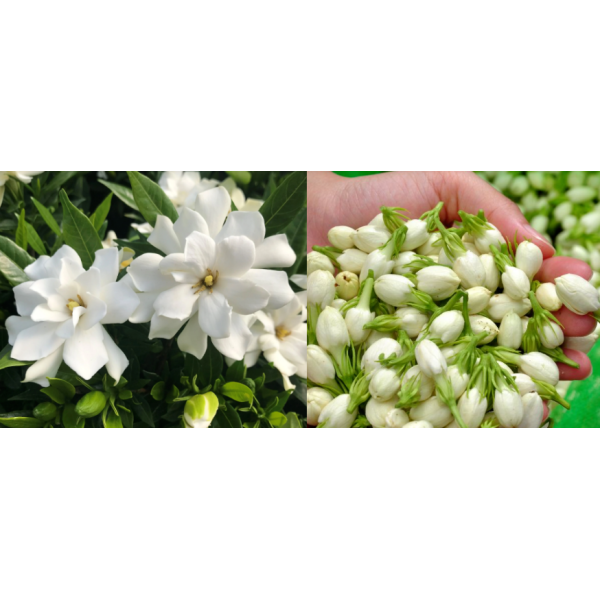 Gardenia and Jasmine Fragrance Oil for Shampoo and Soap Making - Phthalate-Free, 36 Months Shelf Life, High-Surfactant Stability
