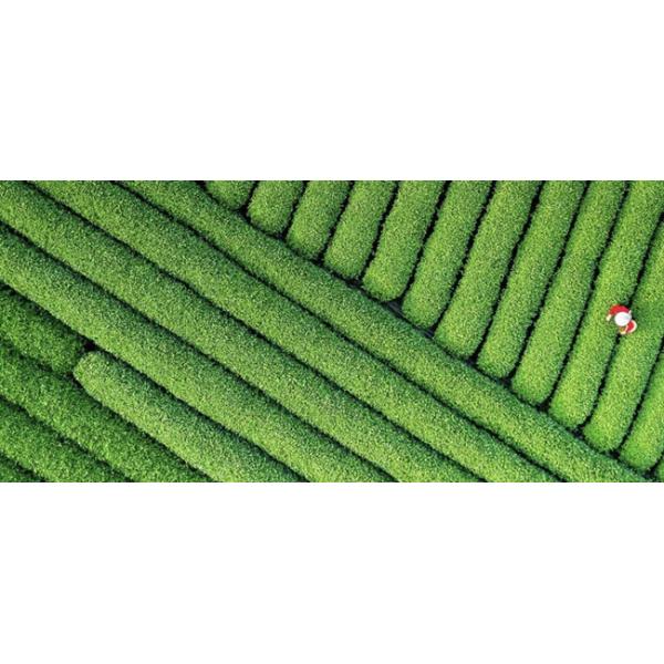 Cas 56-87-1 Water Soluble Total Free Amino Acid 75~80% Fertilizer For Plants