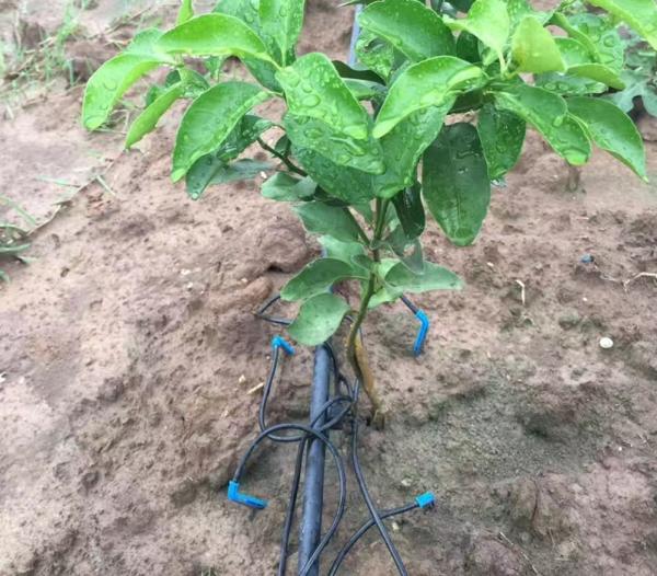 Plastic Greenhouse Drip Irrigation System 3/5mm Dimater for Precise Water Distribution