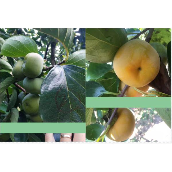 Amino Acid Potassium Coloring Converting Organic Functional Fertilizer For Vegetable