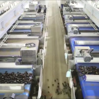 1 Passing 8 Final Products: Enhance Your Production with Our Deep-Learning Chestnut Sorting Machine, Providing High Accuracy and Labor Savings Through its 8 Lanes + 8 Outlets Design.