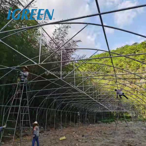 Steel Single-Span Small Greenhouse with PE Film Cover for Ducks or Chickens