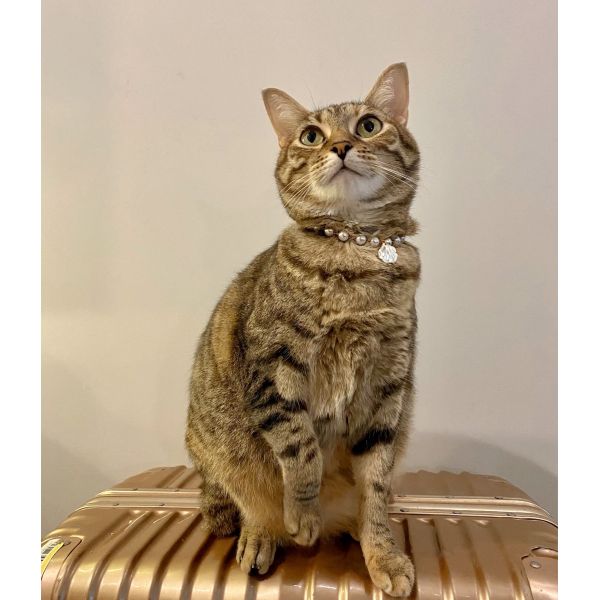 CZX Pet Cute Handmade Necklace with Selection of Pendants Designed for Cat Dog Collar