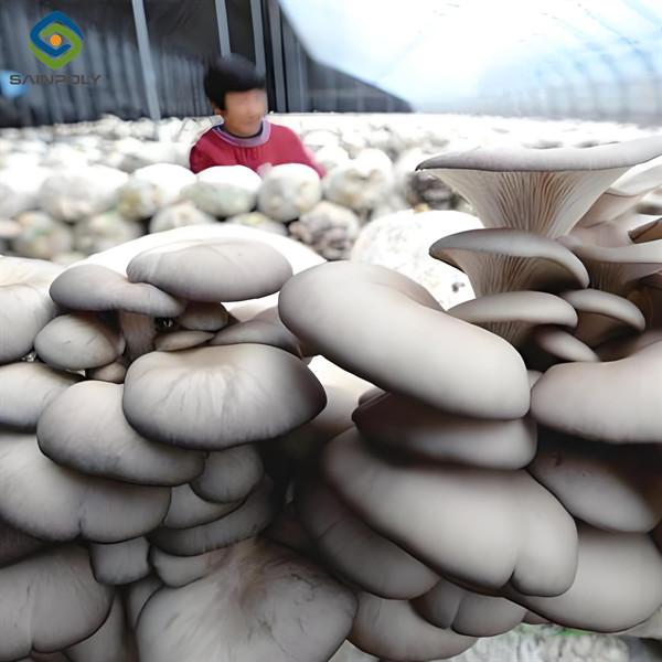 Cultivation de champignons en polycarbonate dans des serres