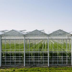 Vidro Float 8mm Multi Span Vidro Venlo Estufa Top Altura 4,5m-7,5m