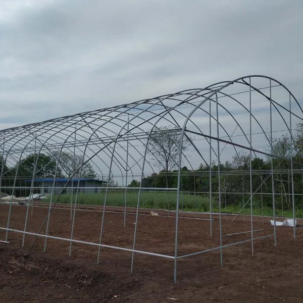 Apoio vegetal da única flor da coberta do filme plástico do túnel da estufa do período