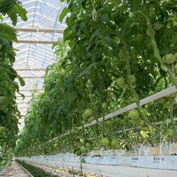 Polycarbonate Venlo Greenhouse for Tomato Substrate Culture