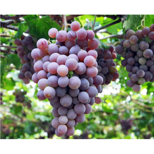 Líquido colorindo do ácido aminado com potássio e boro Chelated