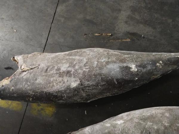 Oilfish super Hgt 10kg+ da boa qualidade de Seafrozen da venda por atacado de China IQF