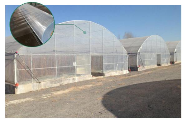 Optimal Plant Cultivation Tunnel Greenhouse Covered with 150/200micro PO Film