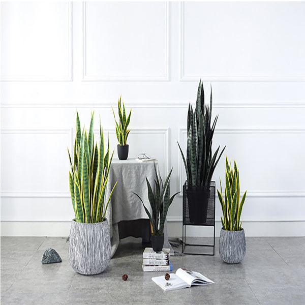 ISO Desert Snake Plant Artificial Bonsai Tree Tiger Piran Aloe Sansevieria Seeds