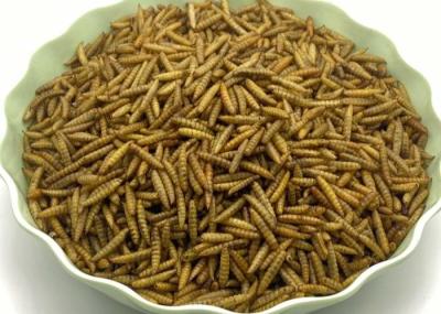 Insect Dried Black Soldier Fly Larvae High Protein Low Fat