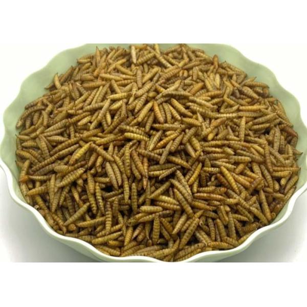Low Fat Dried Black Soldier Fly - 3-5cm with High Nutritional Value