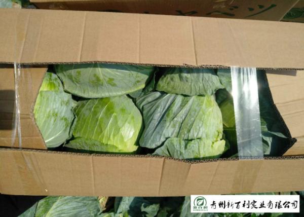 Own Plantation Sweet Fresh Green Cabbage , Delicious Small Head Cabbage