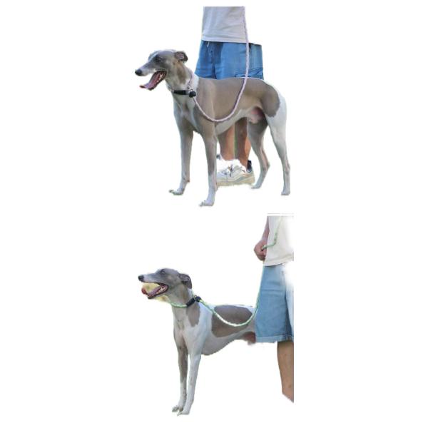 Sessões de Treinamento de Cadeia de Cães à Prova de Explosão de Alta Segurança