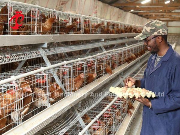 Двери клетки 40 слоя яйца клетки сельского хозяйства птицы гальванизированные системой в Африке Adela
