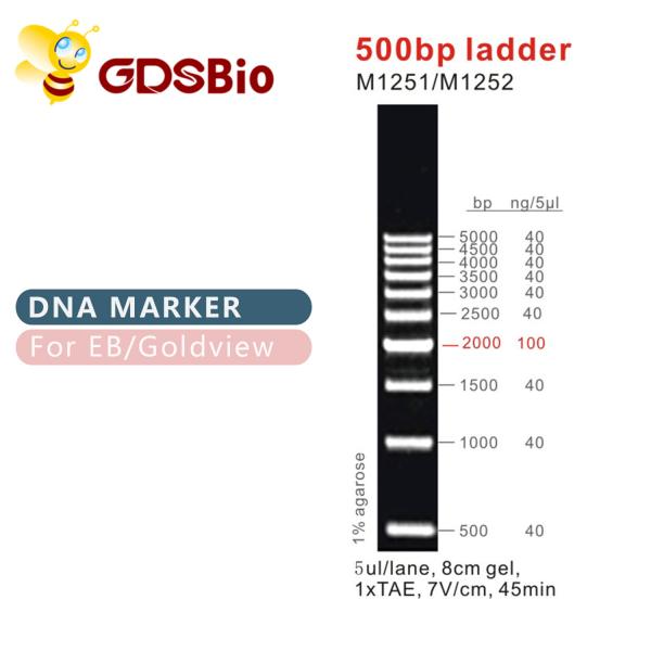 500bp Ladder DNA Marker M1251 (50μg)/M1252 (5×50μg)