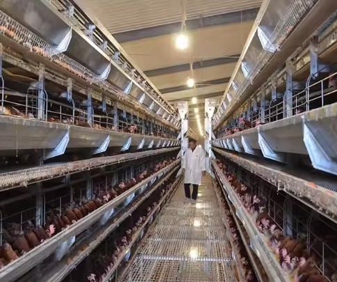 Modern Thermal Insulation Metal Steel Structure Breed Chicken Shed Poultry House