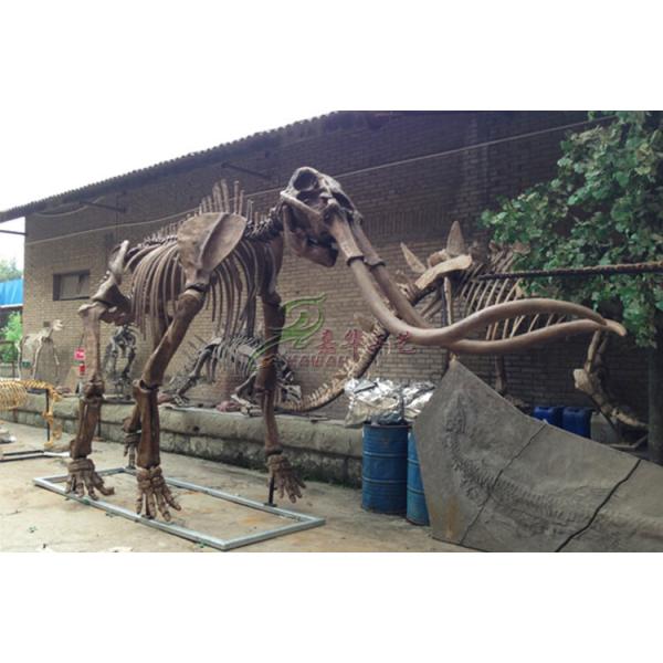 Sunproof Fiberglass Dinosaur Skeleton For Large Entertainment Venue Decoration
