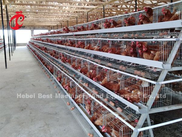 Профессиональная батарейная клетка установка в Нигерии автоматическая куриная клетка Дорис