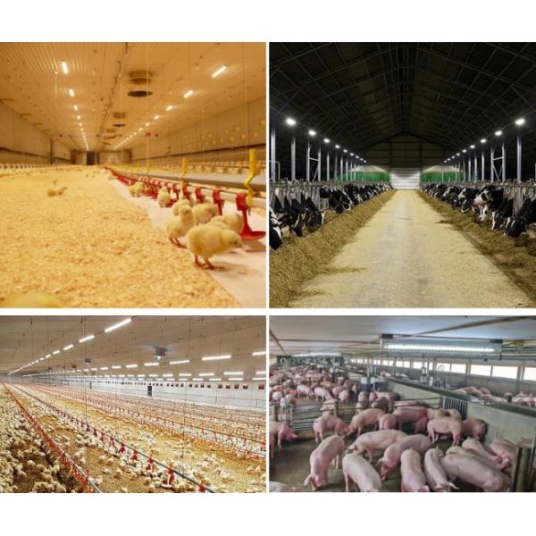 18W LED Poultry Light With IP65 Triac Dimmable, 2700k-6500k For Poultry Shed Farm House