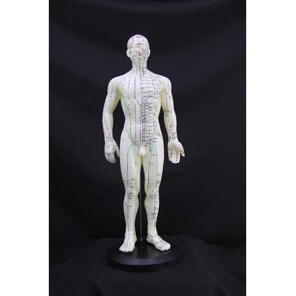 ZhongYan TaiHe CE Certificate Female Acupuncture Model For Medical Teaching