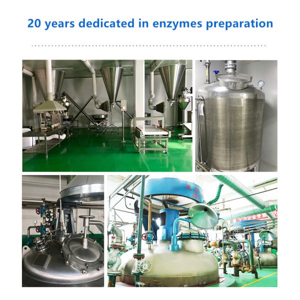 Food Grade Maltogenic Amylase Enzyme For Baking Powder Additive